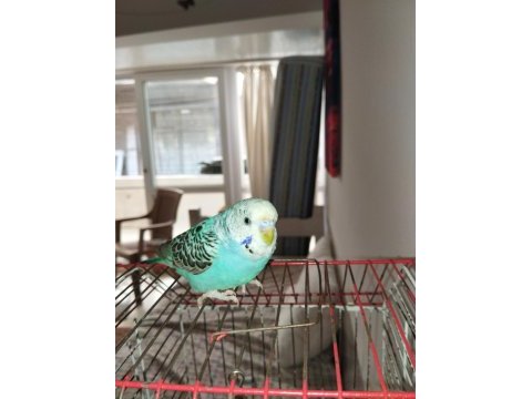 Muhabbet kuşu 3 kelime biliyor