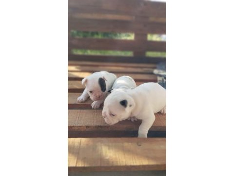 Pamuk gibi beyaz french bulldog yavrularımız