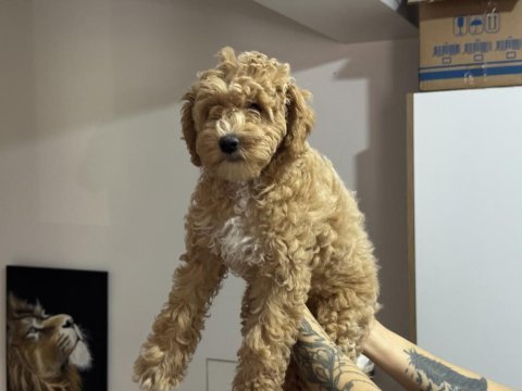 Wc eğitimli maltipoo yavrularımız