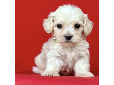 0 numara en mini boy maltipoo yavrular