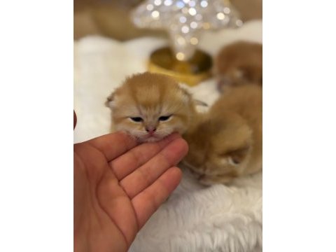 Golden british shorthair yavrularımız
