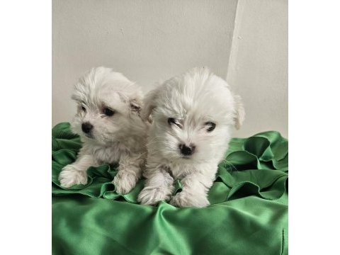 Teacup maltese köpekler