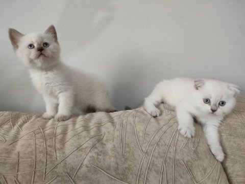 Scottish fold yavru