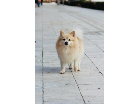 Acil uyguna pomeranian sahiplendirilecektir eşyalarıyla