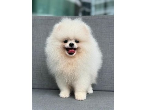 Pomeranian boo