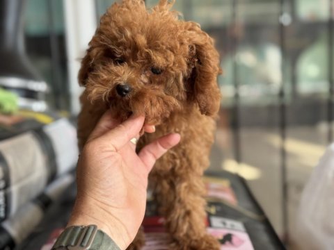 Pemode den 5 aylık 700 gr tea cup kore poodle yavrumuz