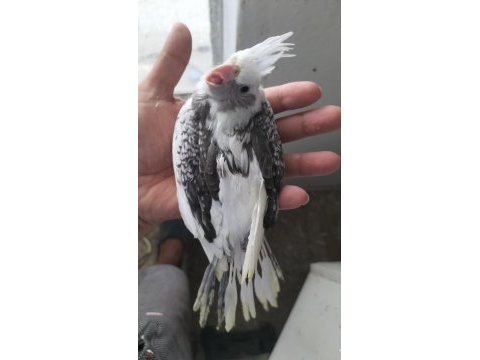 Ele alıştırmalık sultan papağanı yavrusu
