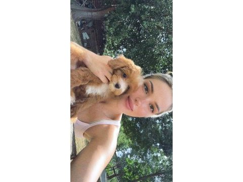 Maltipoo oğlumuz