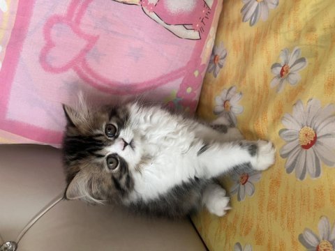 Tamamen ücretsiz kedimiz