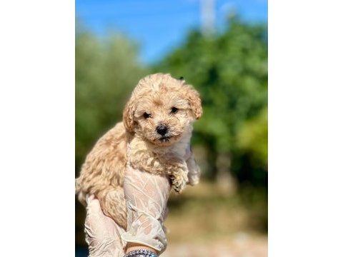 Erkek orijinal toy poodle