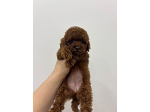 Kore kan ırk ve sağlık garantili aşılı dişi yavru poodle
