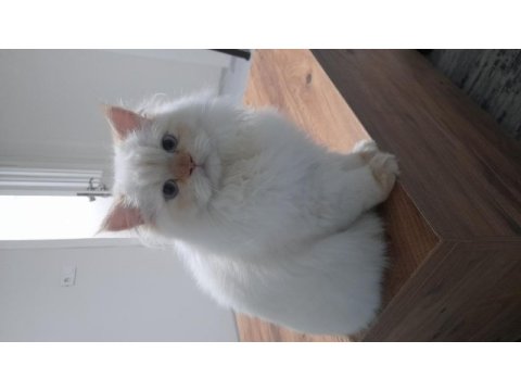 Kedilerimi baba oğul sahiplendiriyorum