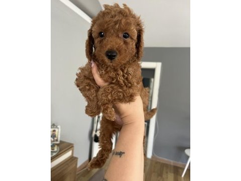 Toy poodle ev doğum