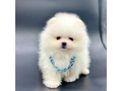 Safkan pomeranian boo bebekler