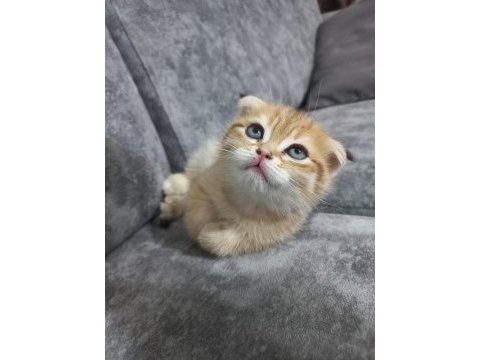 Oyuncu scottish fold karamel için yuva arıyoruz
