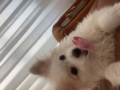 Pamuk prenses pomeranian