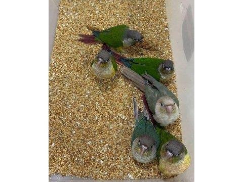 3 aylık konur papağanı evcil
