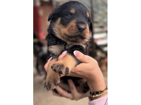 Rottweiler saf ırk harika bebek