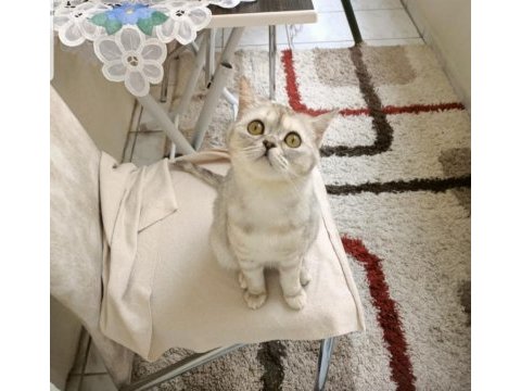 Evimizin bıçırık fındığı british shorthair