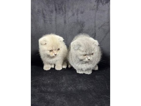 Ayı surat british shorthair yavrular