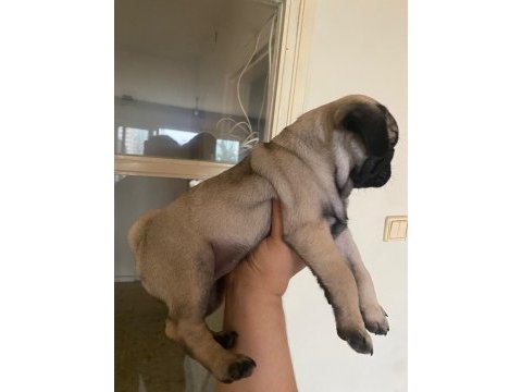 Yavru pug mops