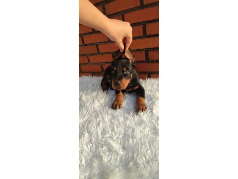 Irkının üst düzey temsilcileri bizde doberman