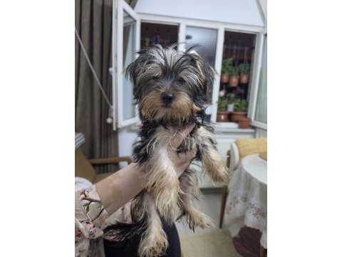 3 aylık safkan yorkshire terrier bebekler