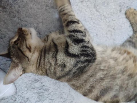 Tekir kedimiz 2 yaşında