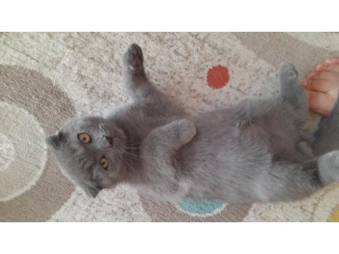 2 aylık scottish fold yavrular