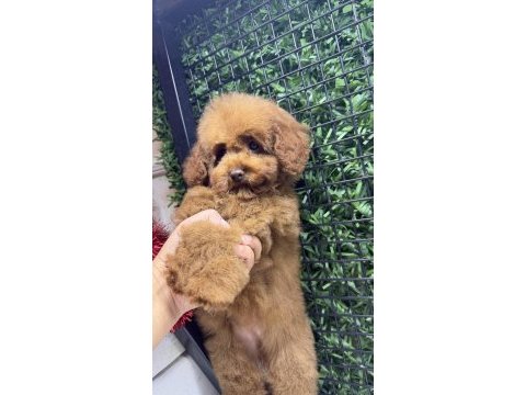 Sevimli tokyo poodle