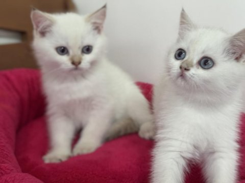 Aşılı karneli british shorthair ve longhair yavrular