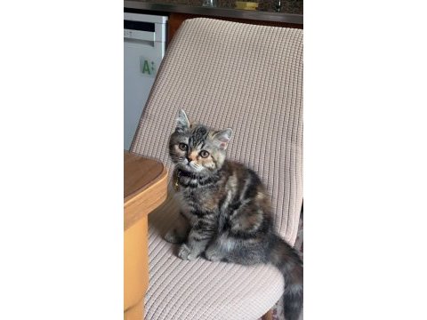 British longhair kedimiz lafo