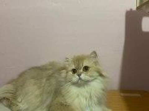 British longhair cy11 dişi full şecereli