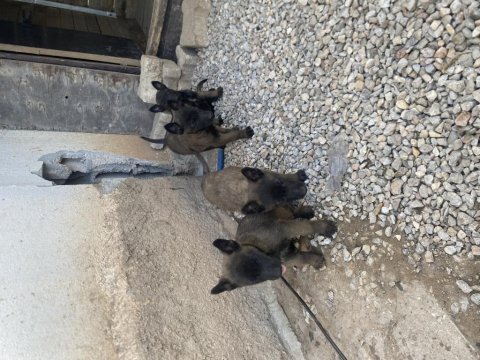 Malinois bebekler yeni yuvalarını arıyorlar