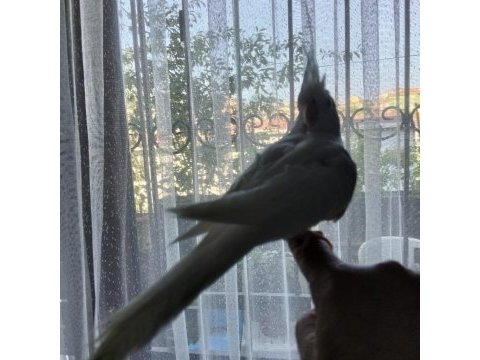 4 5 aylık sultan papağanlar ele alışık