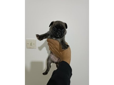 Hamburger surat pug yavruları