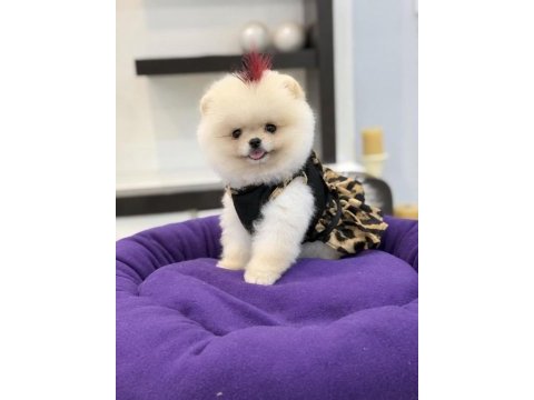 Teddy face ayı surat yapısına sahip pomeranian kızımız
