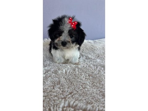 Morkie bebeklerimiz çok özel
