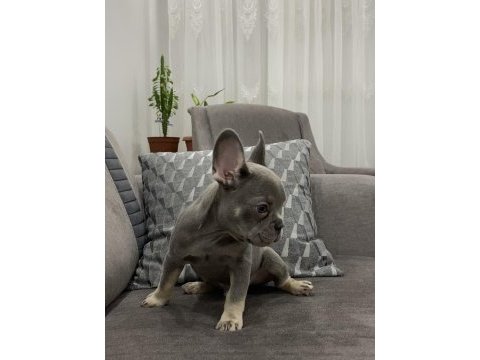 Lilac and tan ısabella carrier maybe fluffy french bulldog