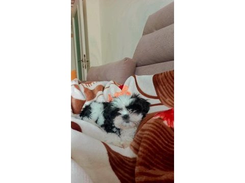 3 aylık shih tzu eğitimli aşılı erkek yavru
