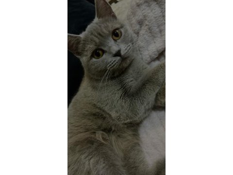 1,5 yaşında dişi safkan british shorthair