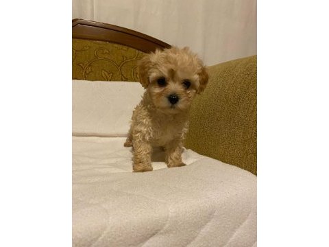 Apricot poodle yavrularımız