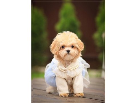 Yuva bekleyen kore maltipoo 