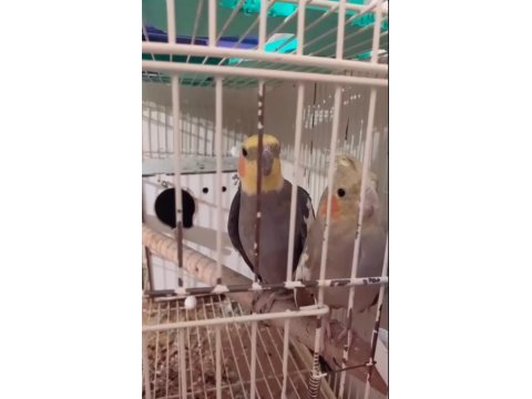 Yeni yumurtladılar genç çift sultan papağanlar