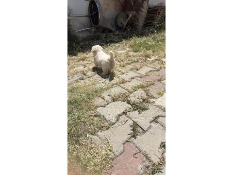 0 numara maltese terrier kızımız