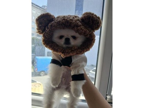 Safkan a kalite teacup erkek pomeranian yavrum