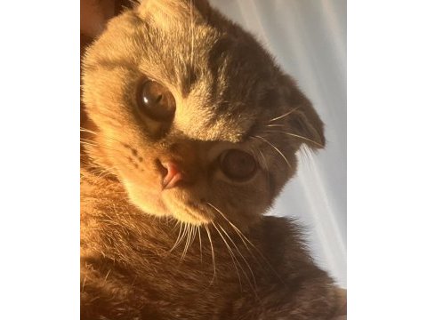 5 aylık erkek british shorthair