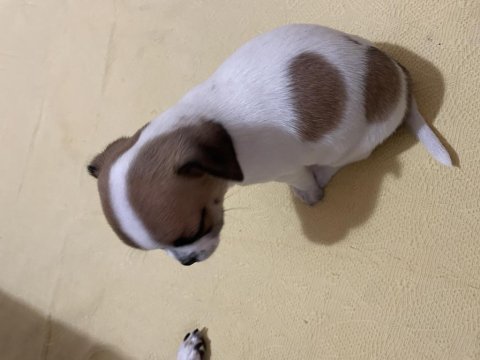 Elma kafa dişi chihuahua 35 günlük