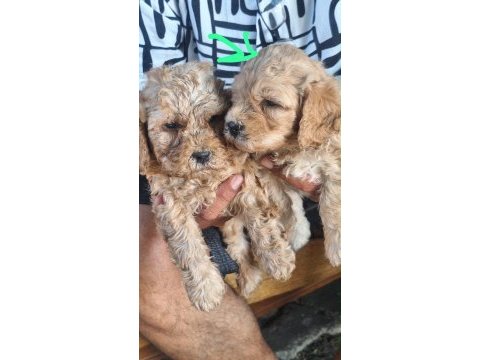 Maltipoo kalite yavrular ırk sağlık garantili