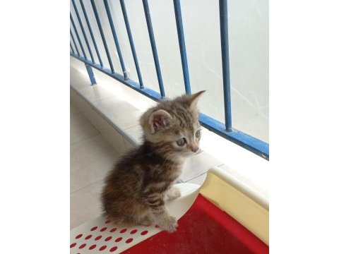Yavru kedilere yuva arıyorum
